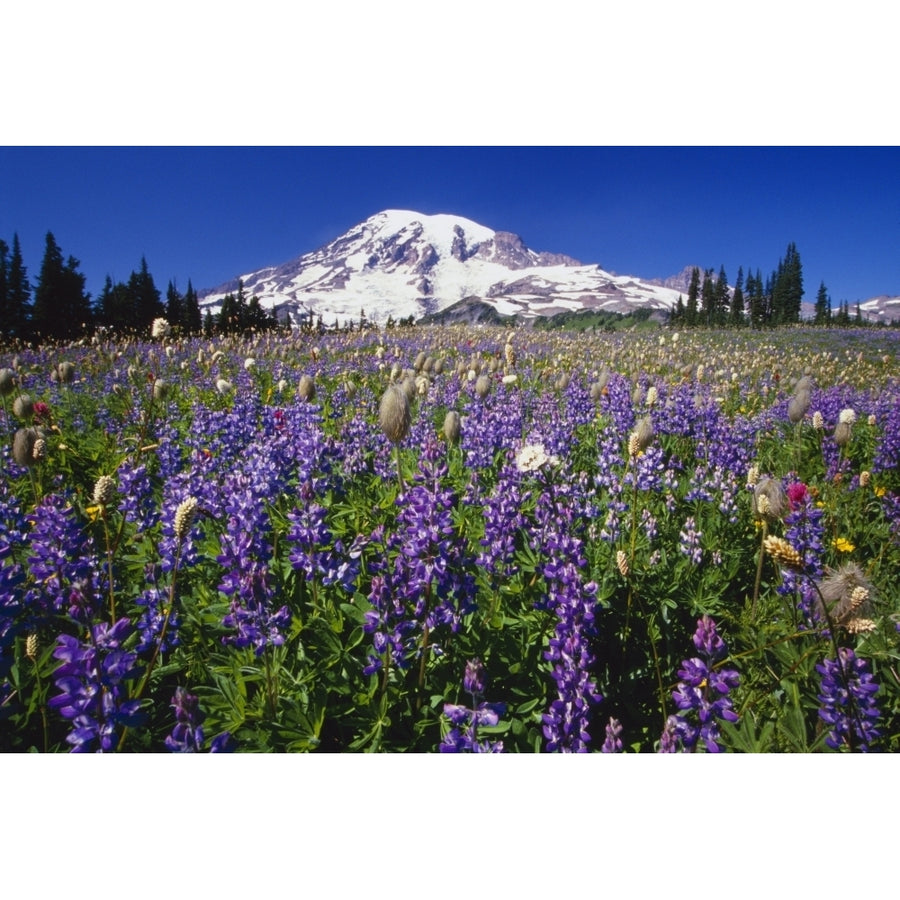 Purple Flowers Blooming Beneath Mount Rainier Paradise Park Valley Poster Print Image 1