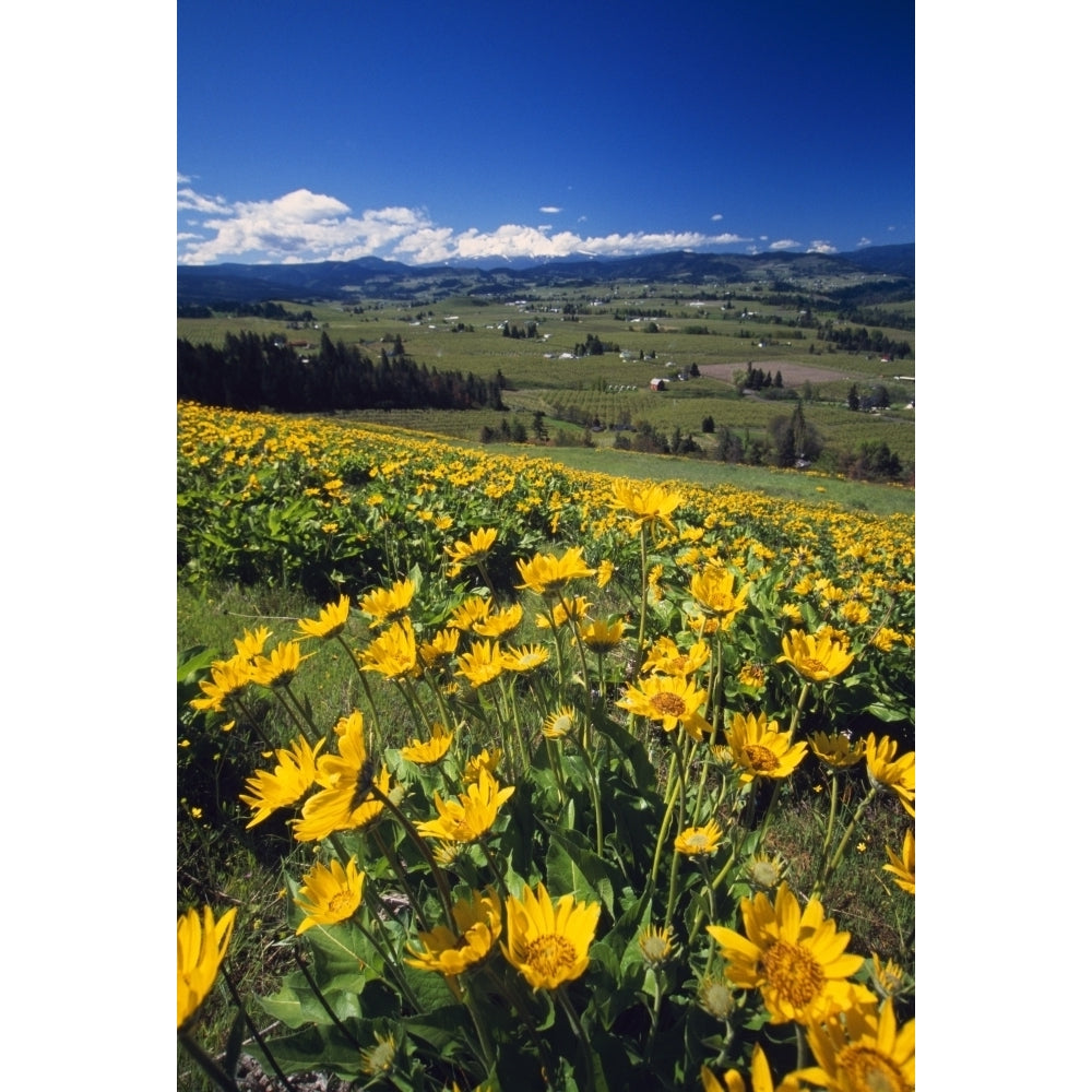 Yellow Flowers Blooming Hood River Valley Mount Hood Poster Print Image 2