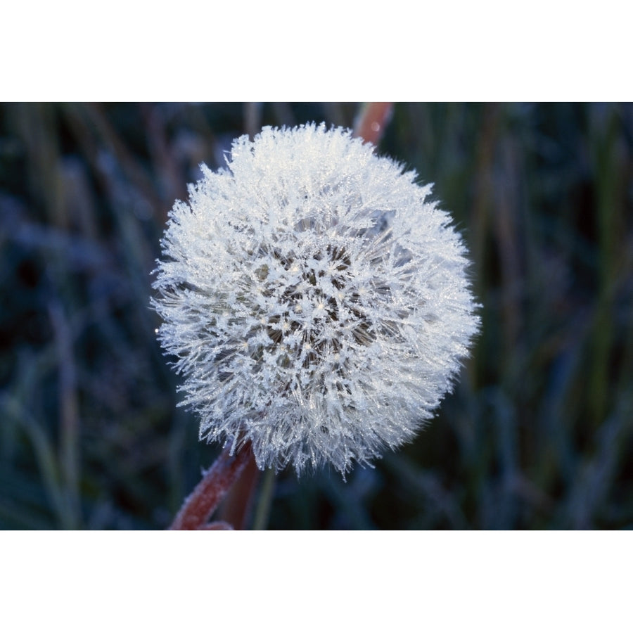 Frost On Mature Dandelion Blossom Poster Print Image 1