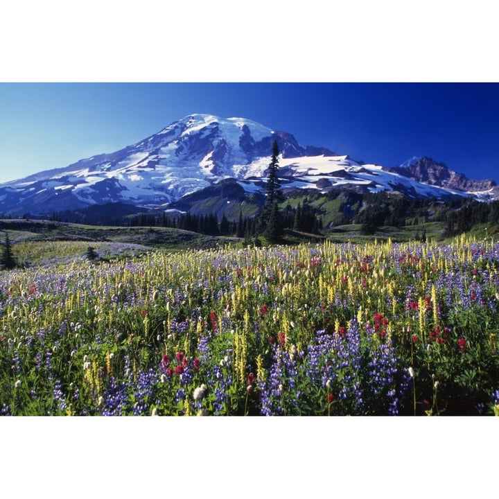 Field Of Blooming Wildflowers In Paradise Park Valley View Of Mount Rainier Mount Rainier National Park Image 2