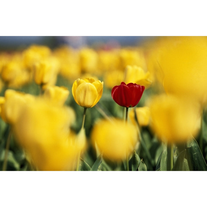 Single Red Tulip Among Yellow Tulips Poster Print Image 2