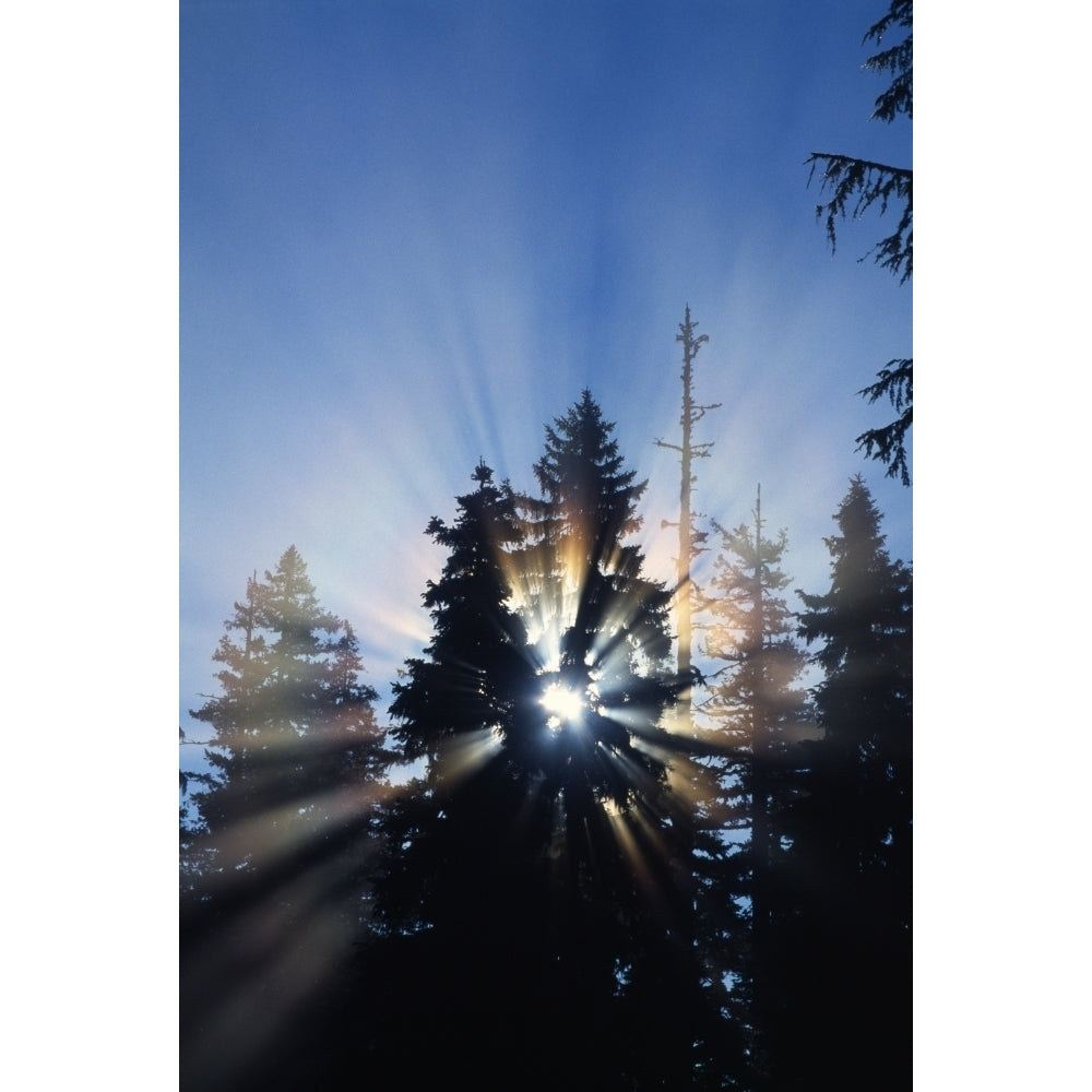 Sunburst Through Silhouetted Pine Trees Poster Print Image 1