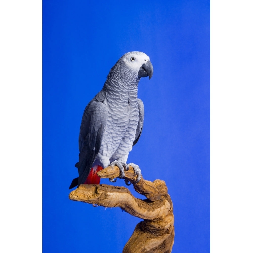 African Grey Parrot Poster Print Image 2