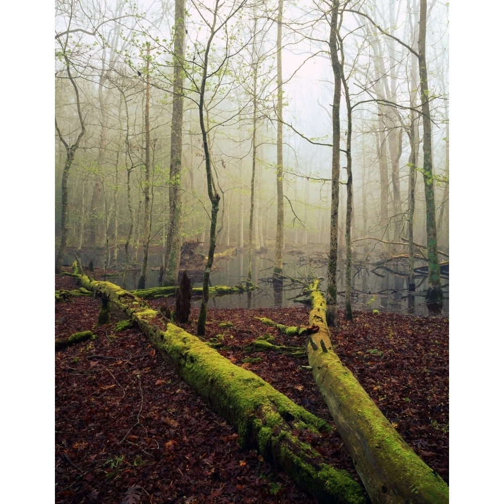 Fallen Moss-Covered Trees Bog With Mist Filtered Sunlight Cades Cove Great Smoky Mountains National Park Image 2