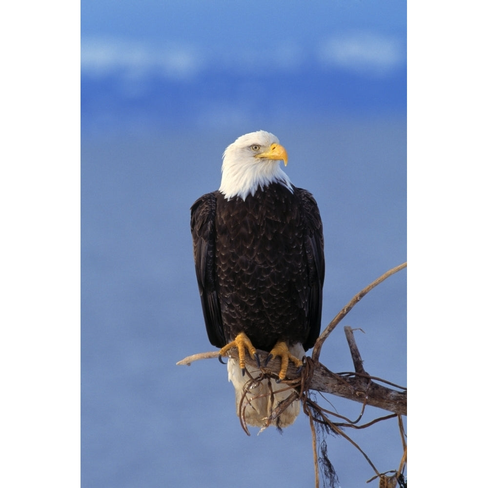 Perched Bald Eagle Poster Print Image 2