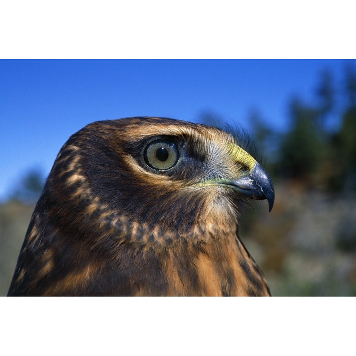 Northern Harrier Raptor In Profile Poster Print Image 2