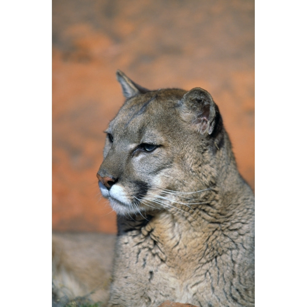 Portrait Of Mountain Lion Poster Print Image 2