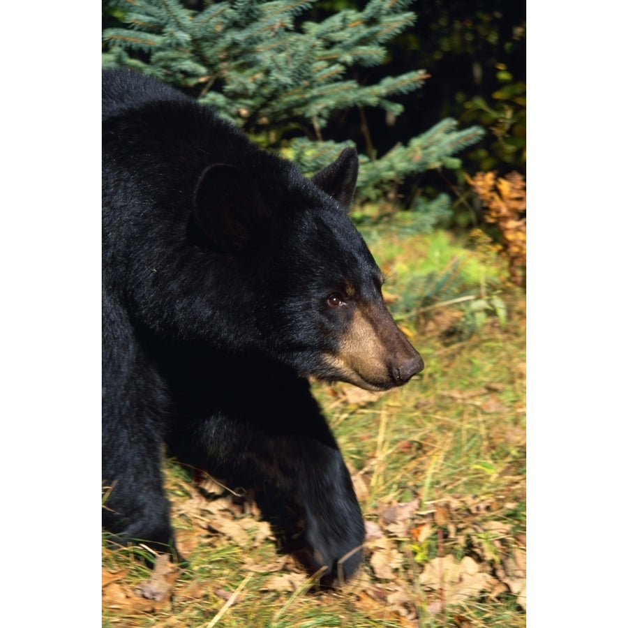 Black Bear Poster Print Image 1