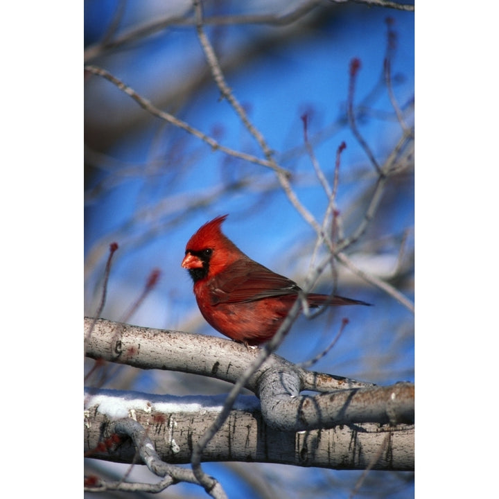 Male Northern Cardinal Bird Poster Print Image 1