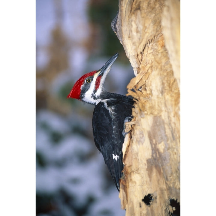 Pileated Woodpecker Poster Print Image 2