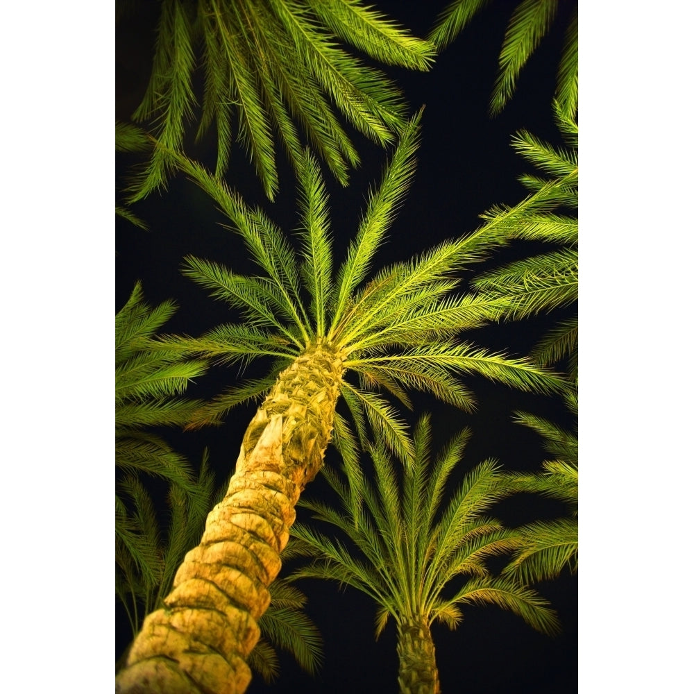 Palm Trees Arecaceae Genera Poster Print Image 1