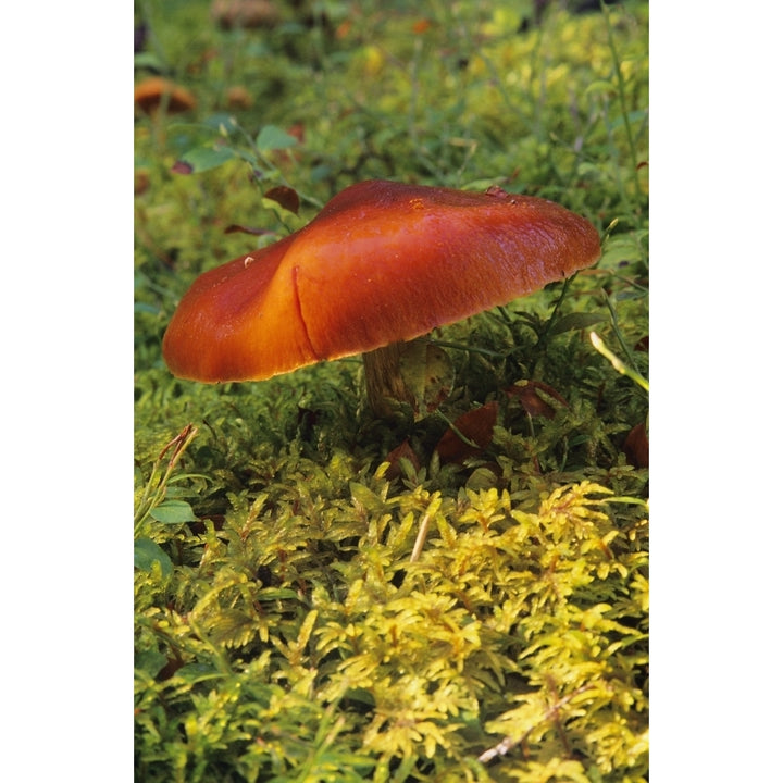 Single Mushroom Poster Print Image 1