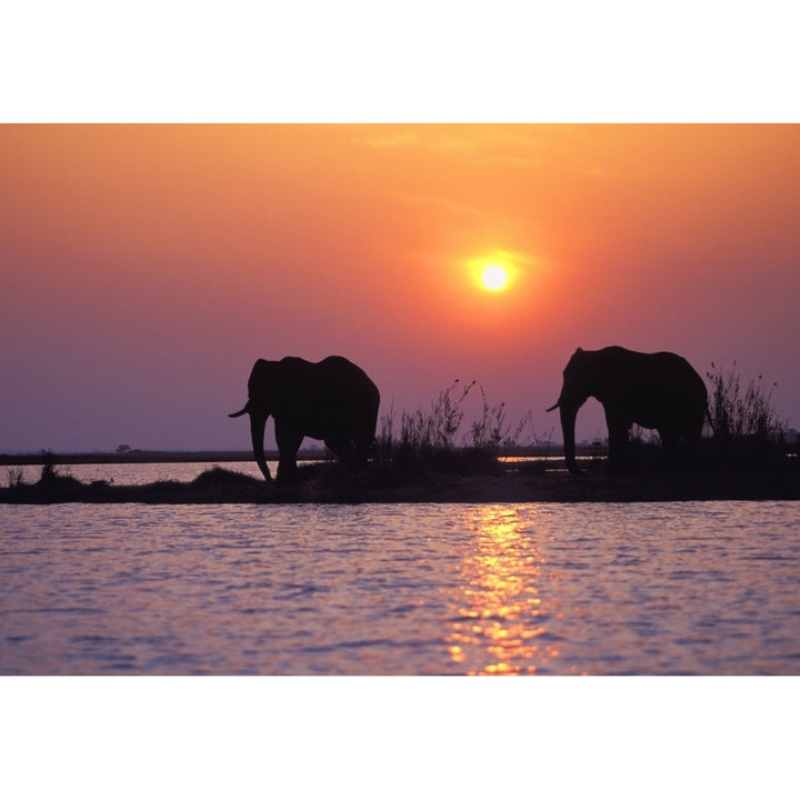 Elephant Silhouettes Poster Print Image 1