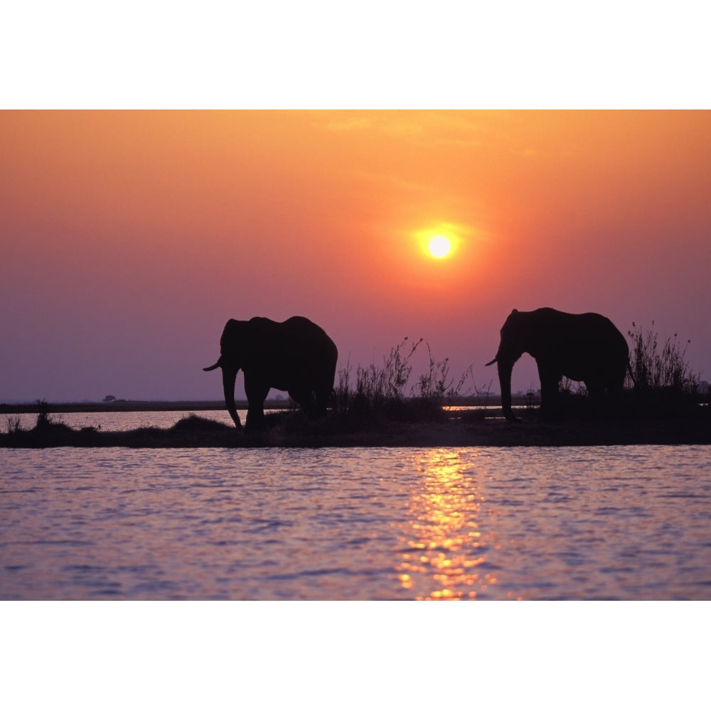 Elephant Silhouettes Poster Print Image 2