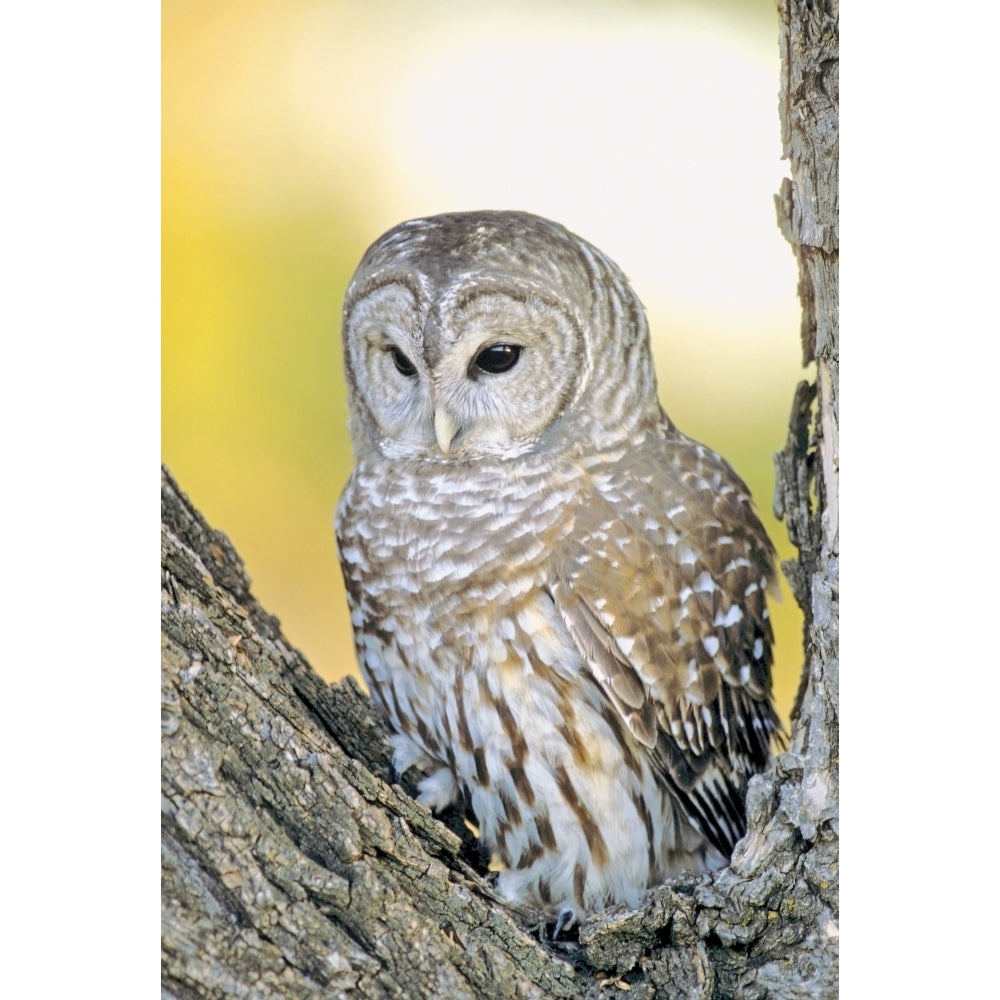 Barred Owl Roosting In Tree Poster Print Image 2