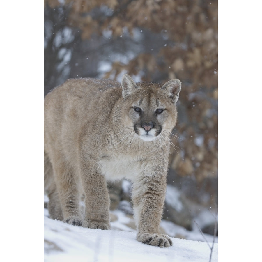 Cougar In Snowfall Poster Print Image 1