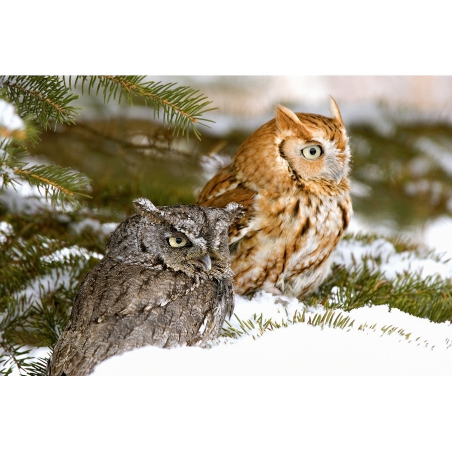 Two Screech Owls Poster Print Image 1