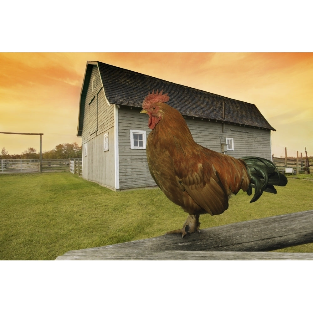 Rooster Poster Print Image 1