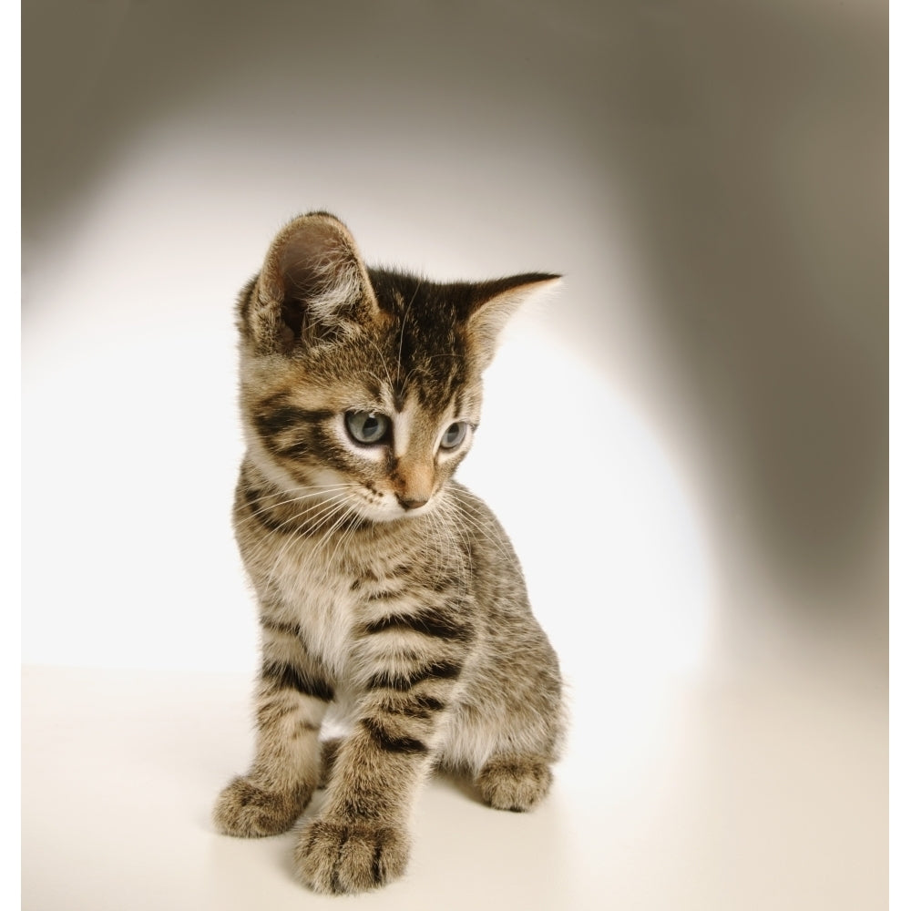 Kitten Poster Print Image 2