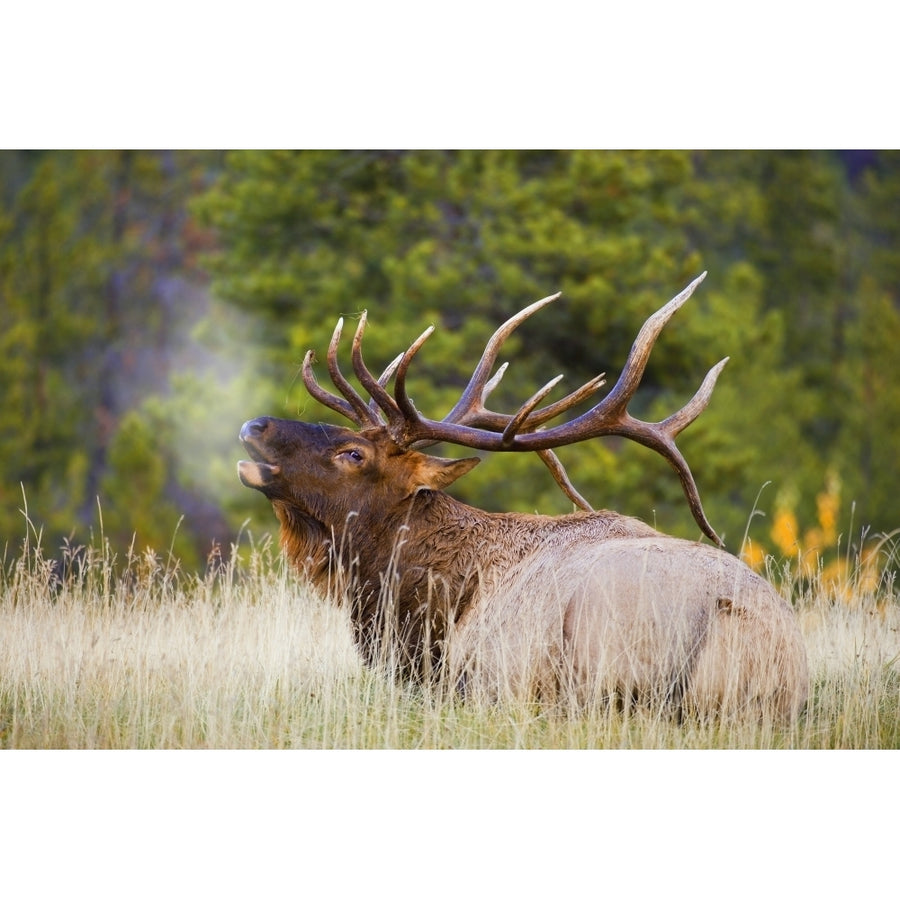 Bull Elk Poster Print Image 1