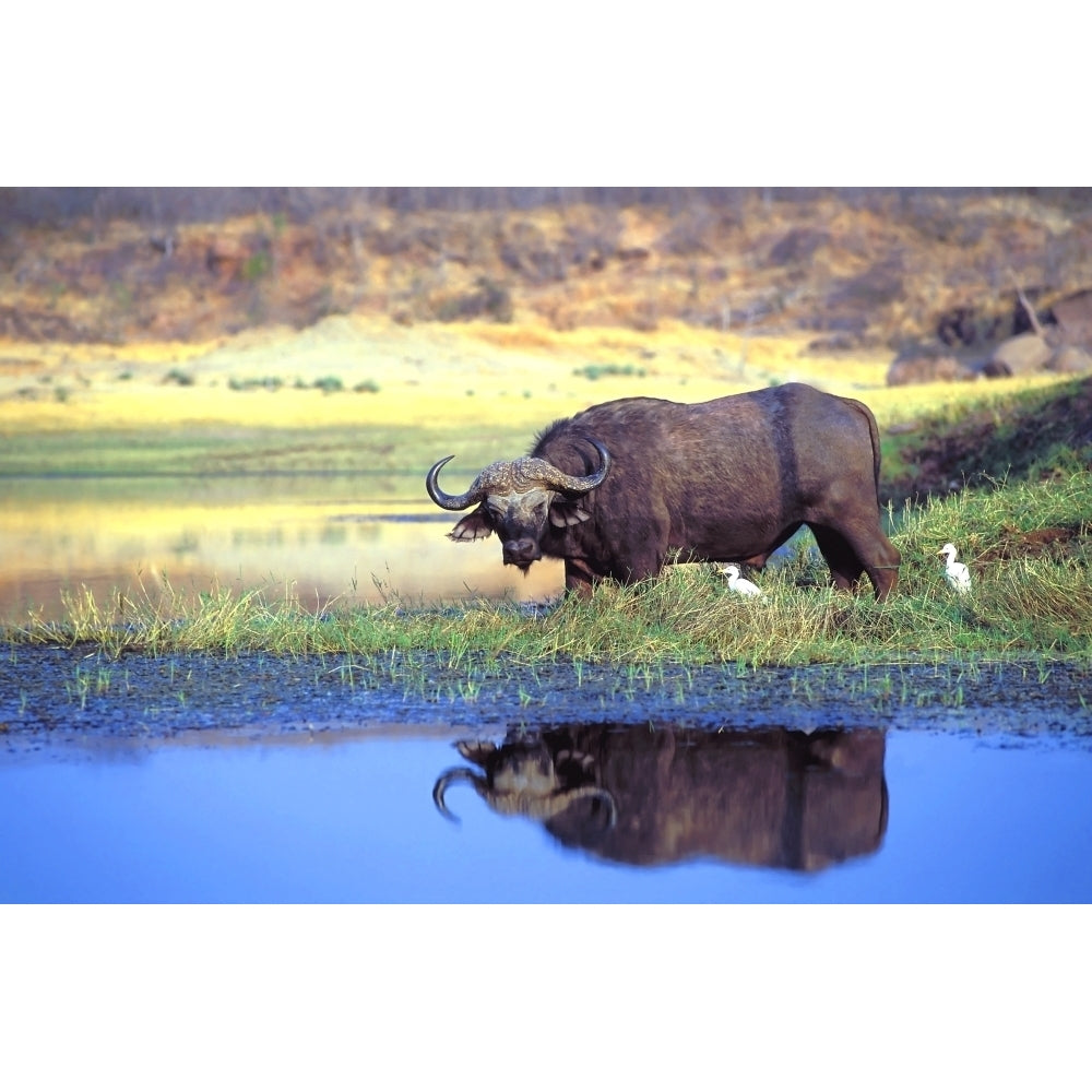 African Cape Buffalo Photographed At Lake Kariba Zimbabwe Poster Print Image 1