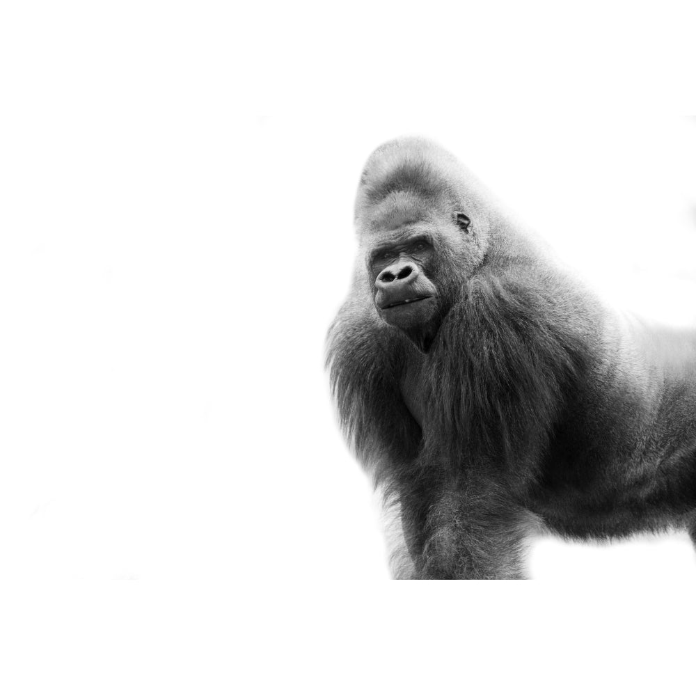 Black And White Portrait Of A Gorilla Poster Print Image 2