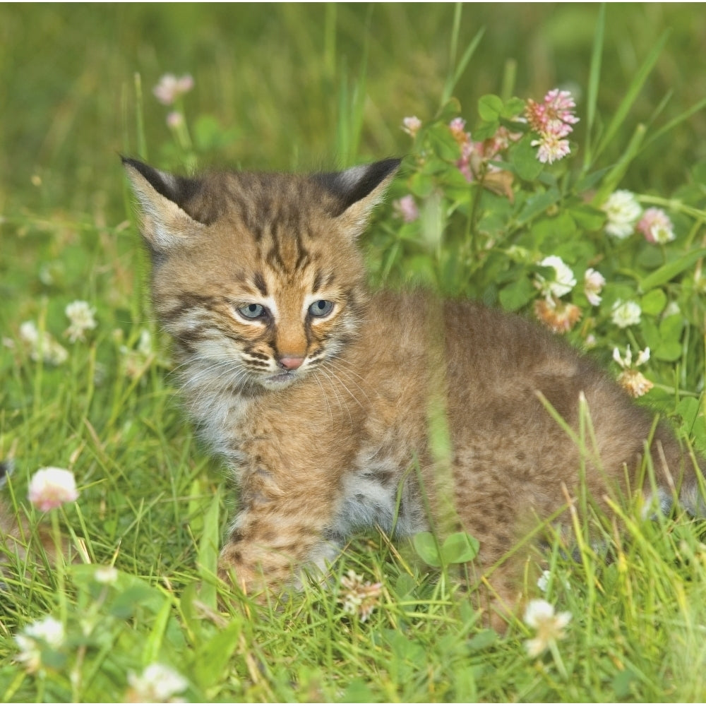 Bobcat Kitten Poster Print Image 1