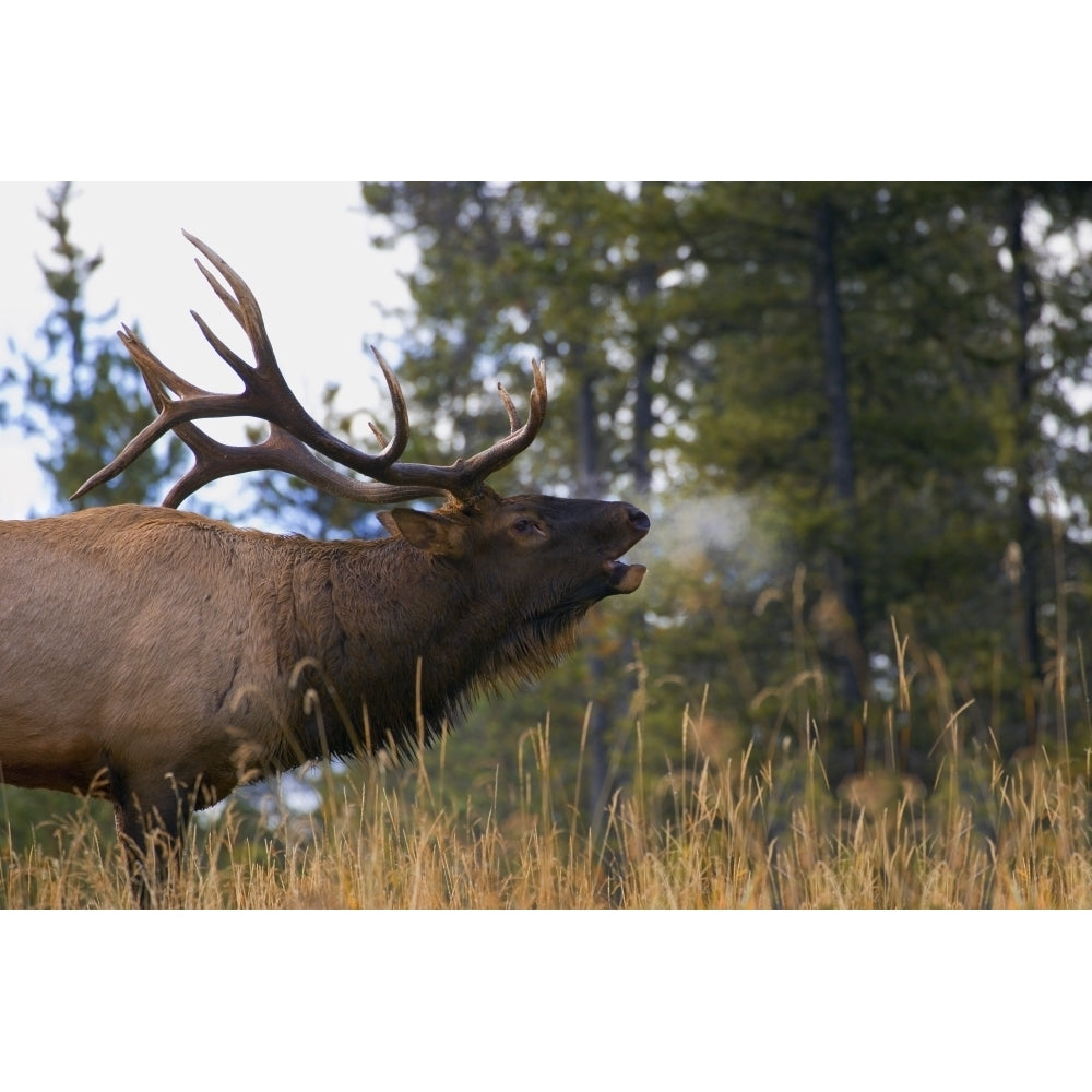 Bull Elk Bugling; Jasper National Park Alberta Canada Poster Print Image 1