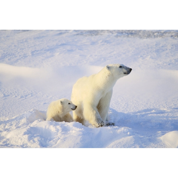 Polar Bear With Cub Poster Print Image 2