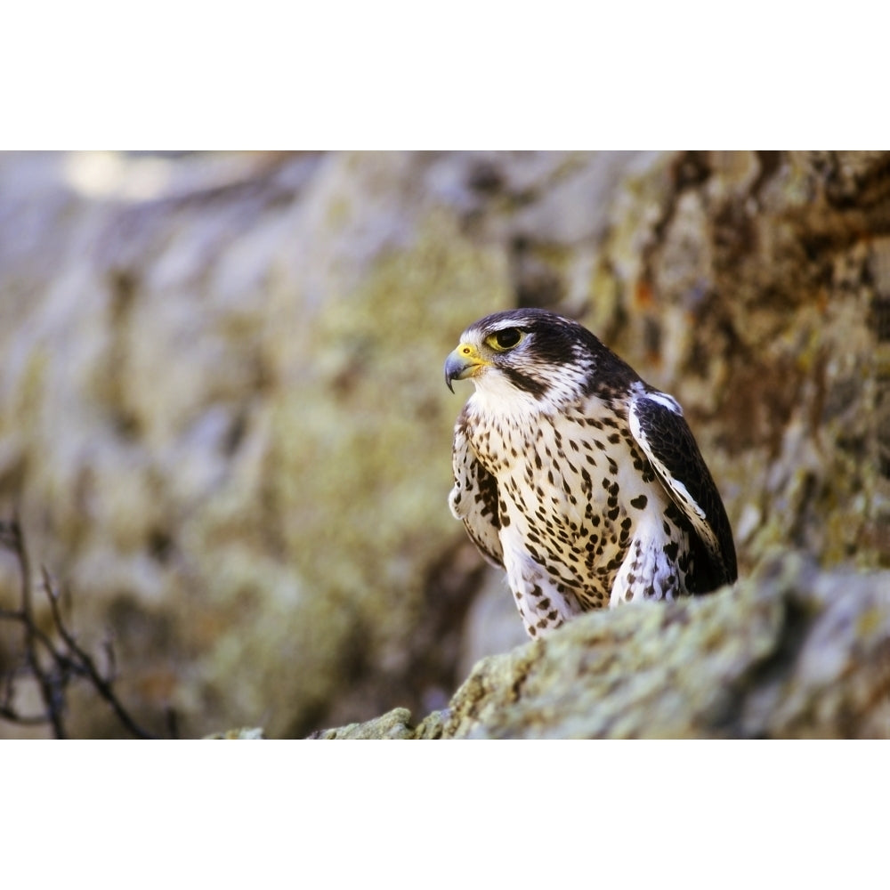 Prairie Falcon On Rock Ledge Poster Print Image 1