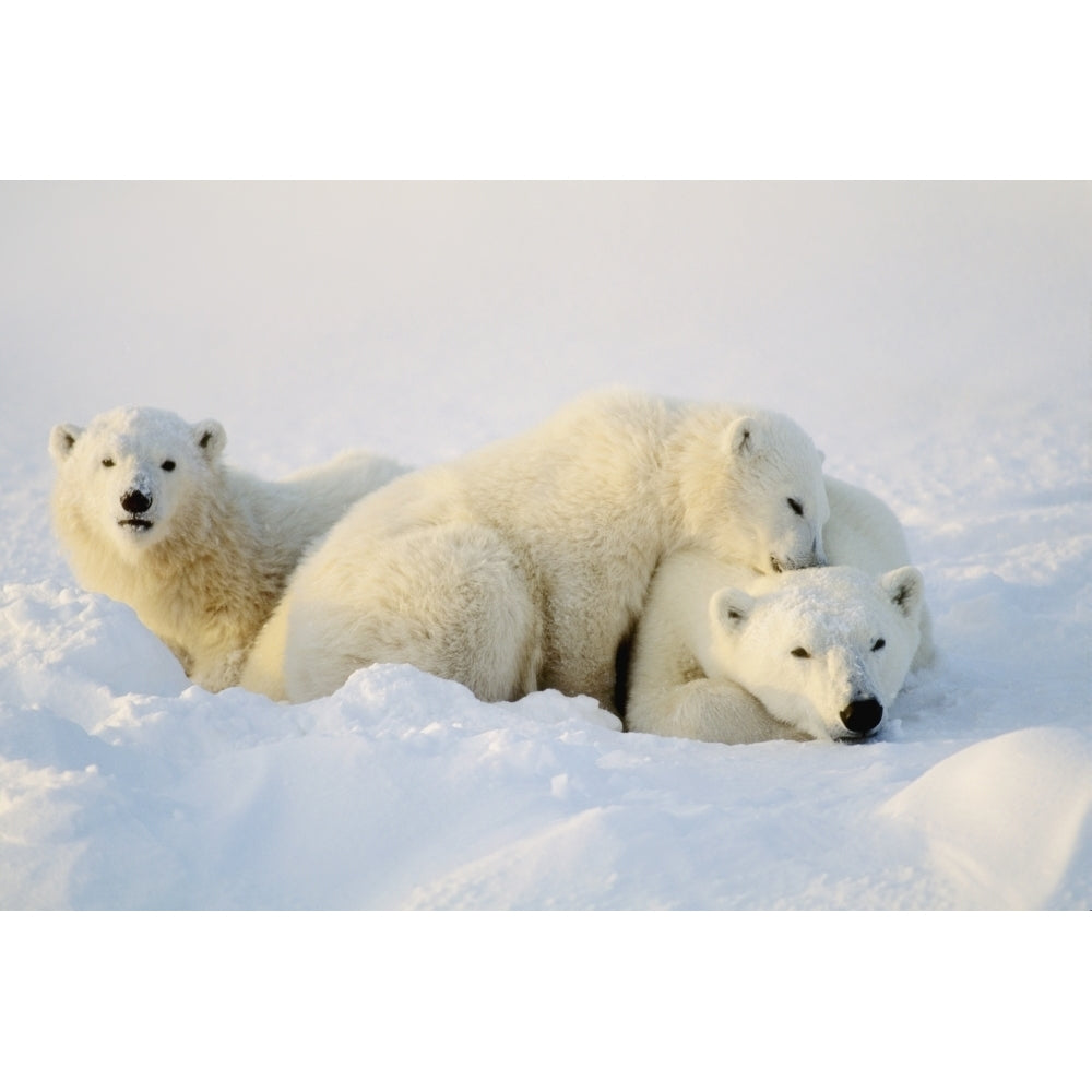 Polar Bears Poster Print Image 2