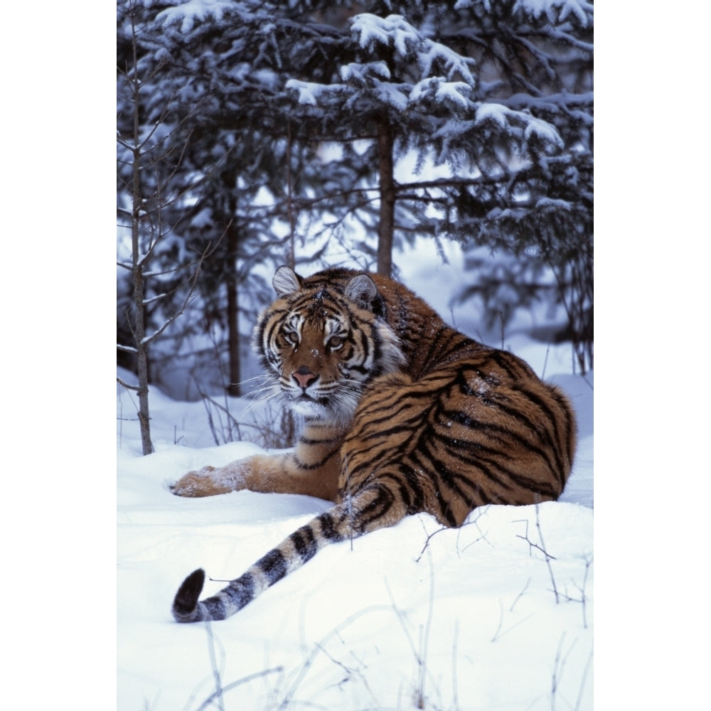 Siberian Tiger Lying On Mound Of Snow In Forest Poster Print Image 2