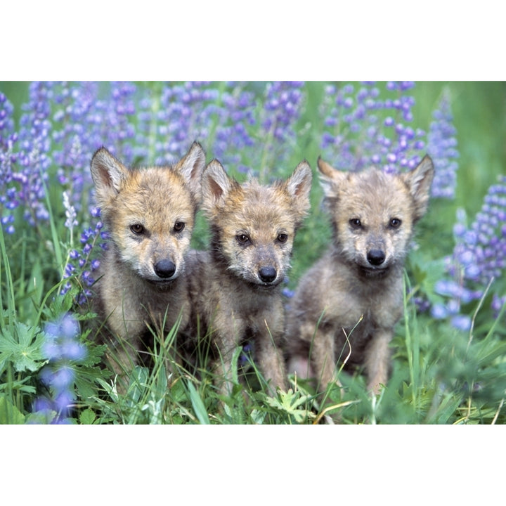 Three Wolf Pups Poster Print Image 1