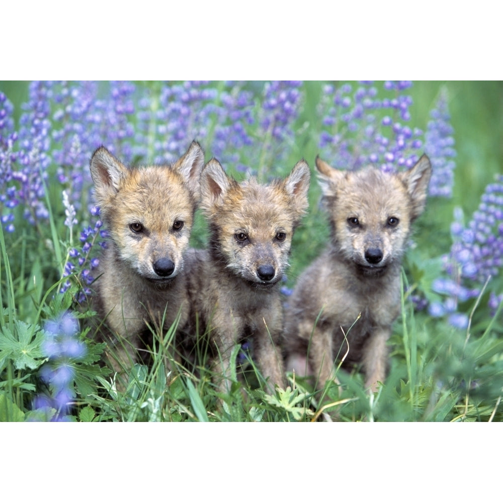 Three Wolf Pups Poster Print Image 2