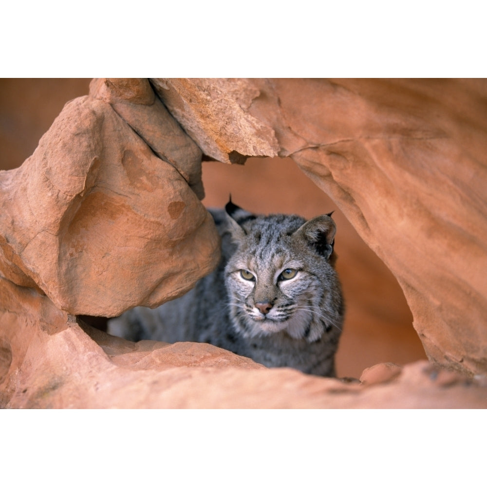 Bobcat In Sandstone Formation Poster Print Image 2