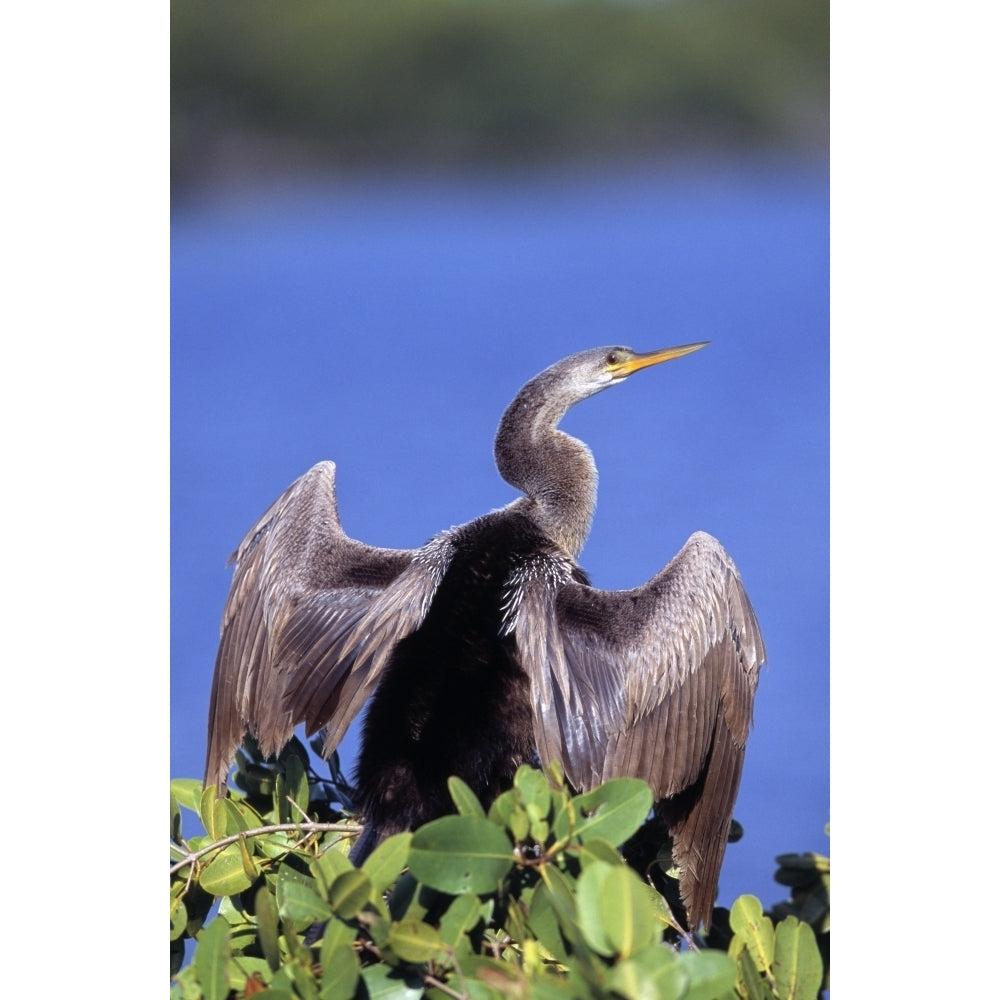 Anhinga Poster Print Image 1