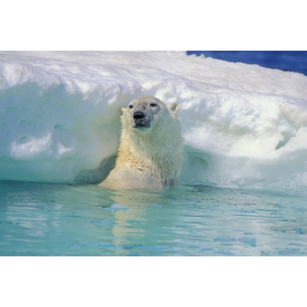 Polar Bear In Water Poster Print Image 2