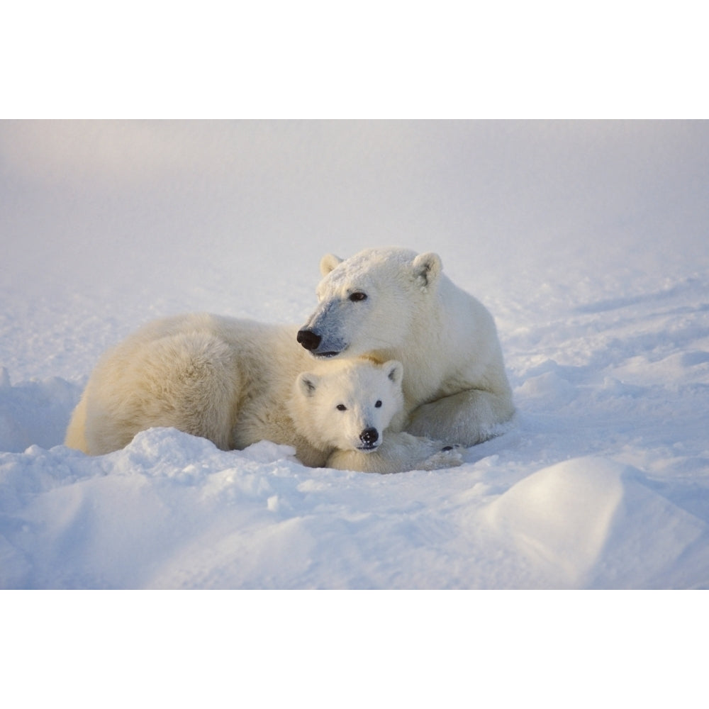 Polar Bear Sow With Cub Poster Print Image 2