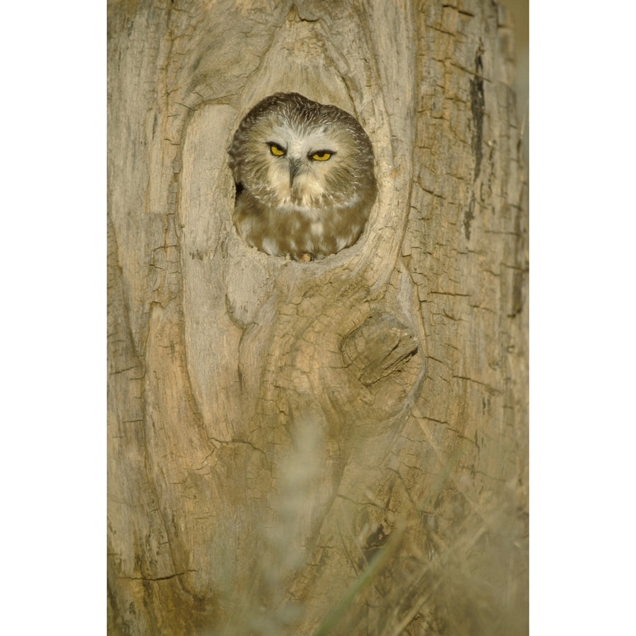 Saw Whet Owl In Hollow Tree Poster Print Image 1