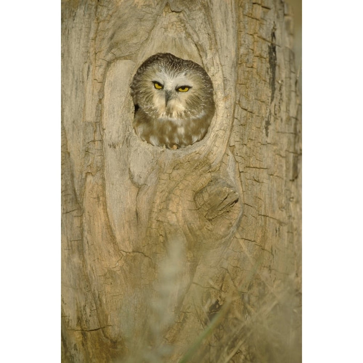 Saw Whet Owl In Hollow Tree Poster Print Image 1