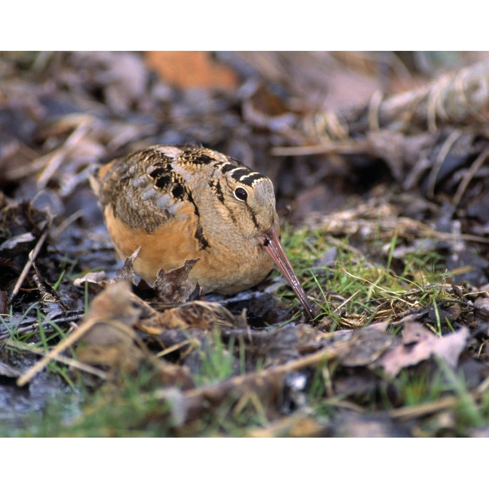 American Woodcock Bird Poster Print Image 1