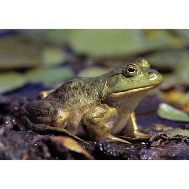 Close-Up Of A Bullfrog Poster Print Image 2