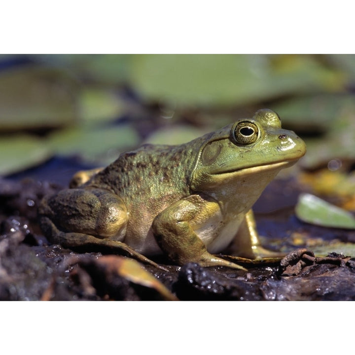 Close-Up Of A Bullfrog Poster Print Image 1