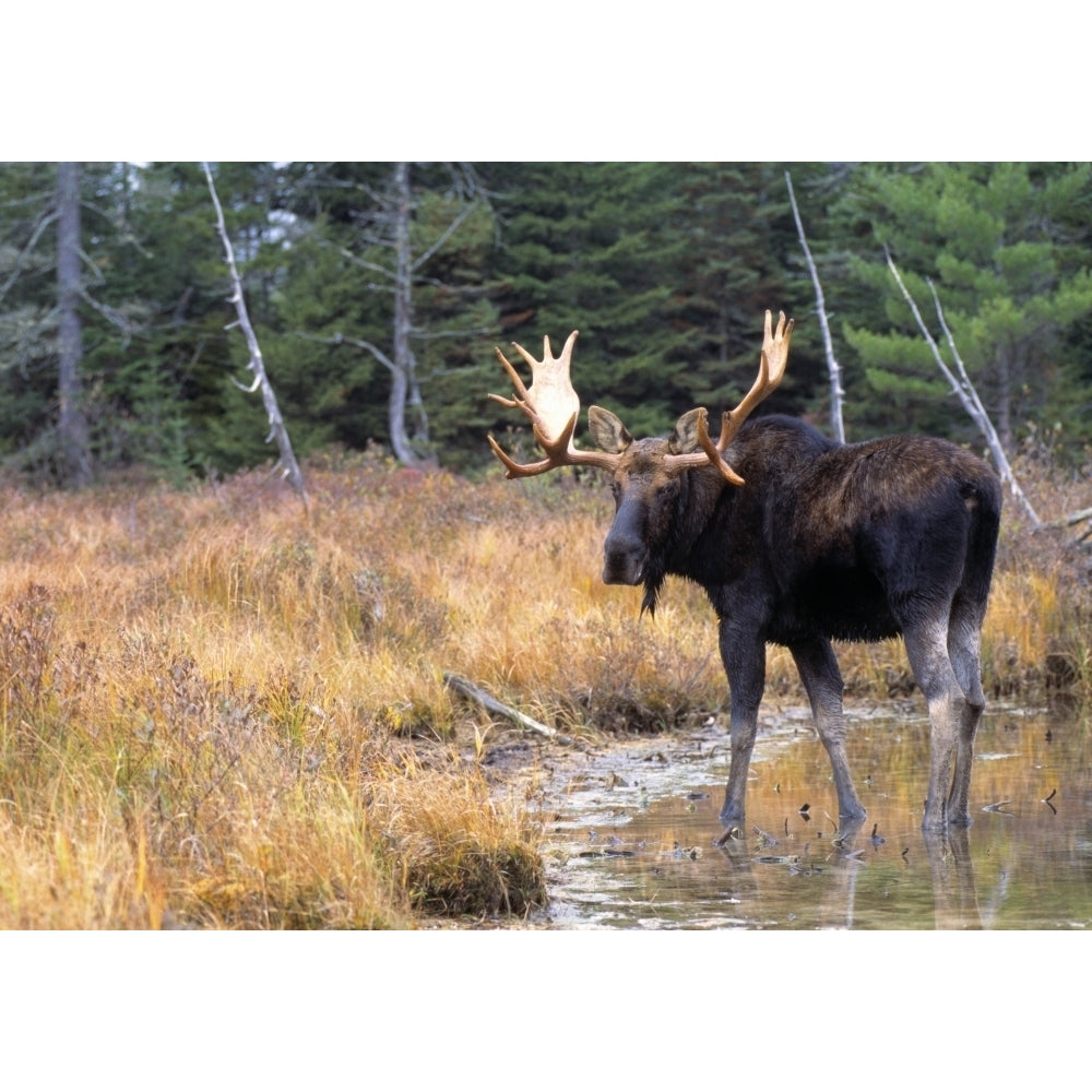 Bull Moose In Stream Poster Print Image 1