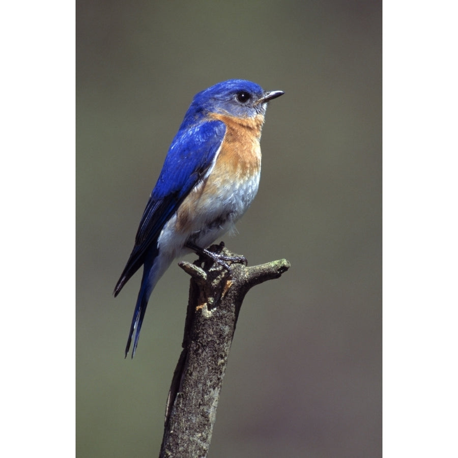 Eastern Bluebird Poster Print Image 1