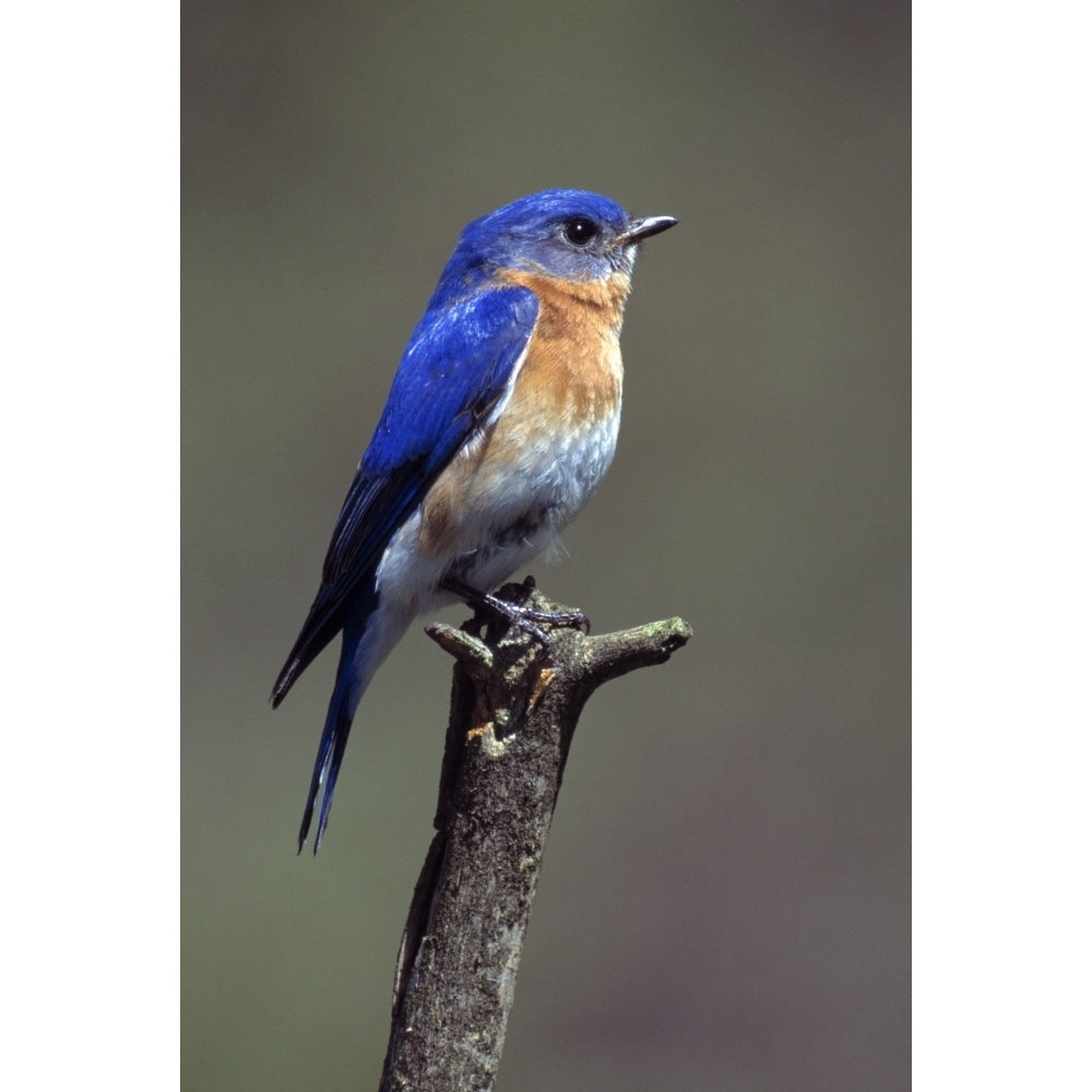 Eastern Bluebird Poster Print Image 2