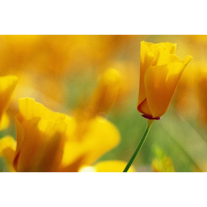 Yellow Poppy Poster Print Image 2