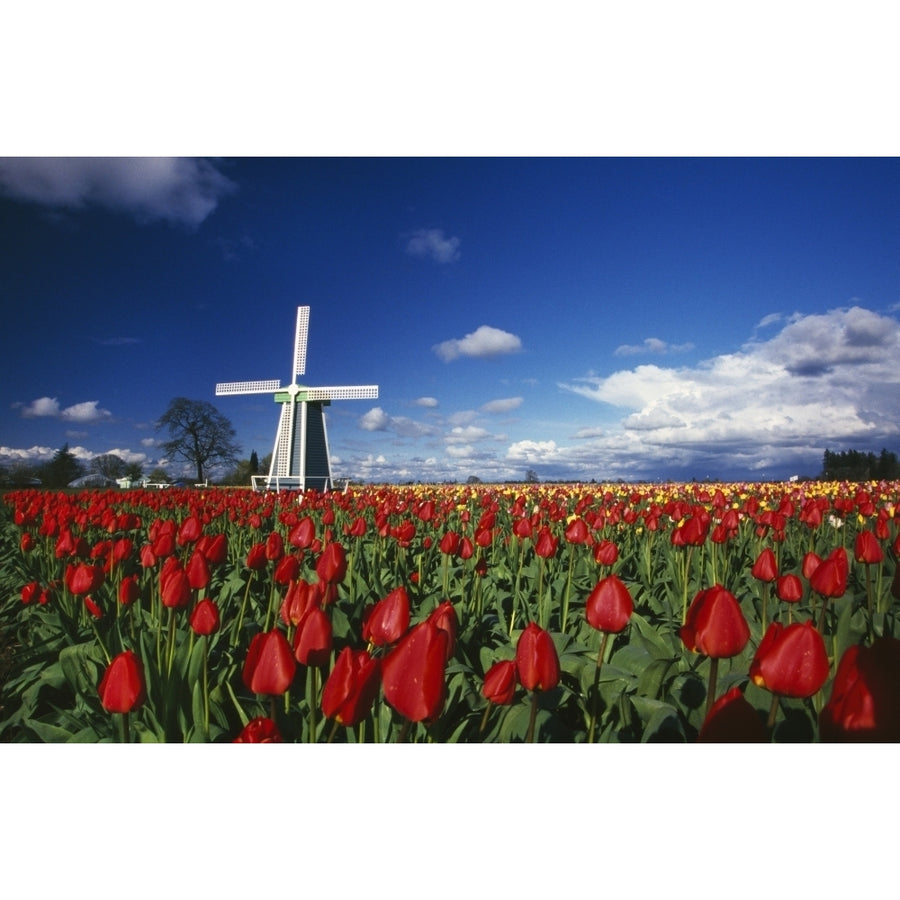 Tulip Field And Windmill Poster Print Image 1