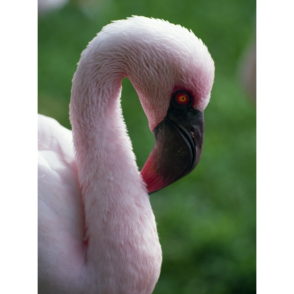 Lesser Flamingo Poster Print Image 1