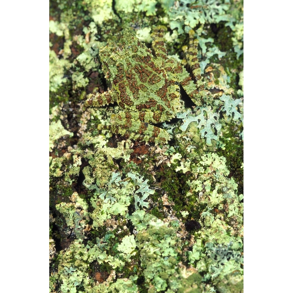 Camouflaged Vietnamese Mossy Tree Frog Poster Print Image 1